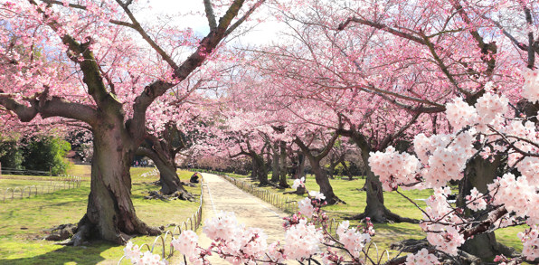 Okaynama Kirsebaertraer01