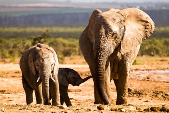 sydafrika - elephant national park_elefant_03