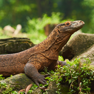 Komodovaran Gi 2237037722