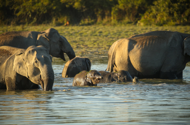 Kkziranga National Park 02 Shutterstock 2248544037