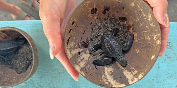 Saba Skildpaddecenter