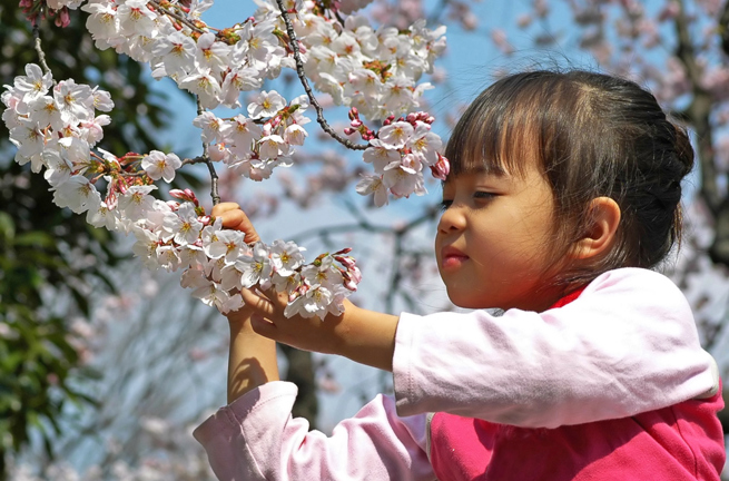 japan - japan_sakura_kisebaertrae_pige_01_hf