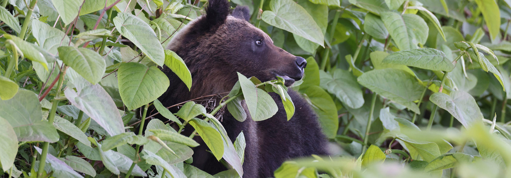 Hokkaido Shiretoko National Park Brun Bjørn