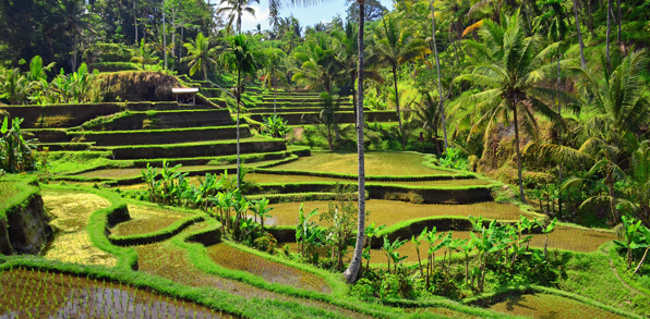 bali - tegalalang_risterrasser_02