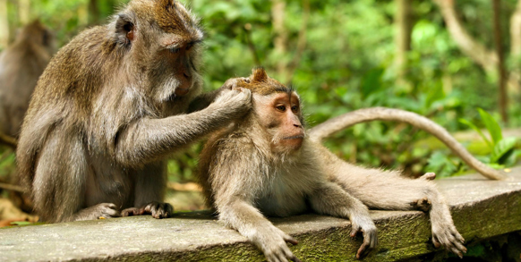 bali - ubud_monkey forrest_06