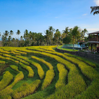 Rice Field From Sawah 4