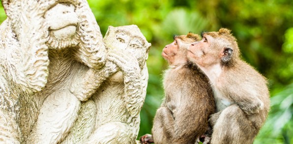 bali - ubud_monkey forrest_04