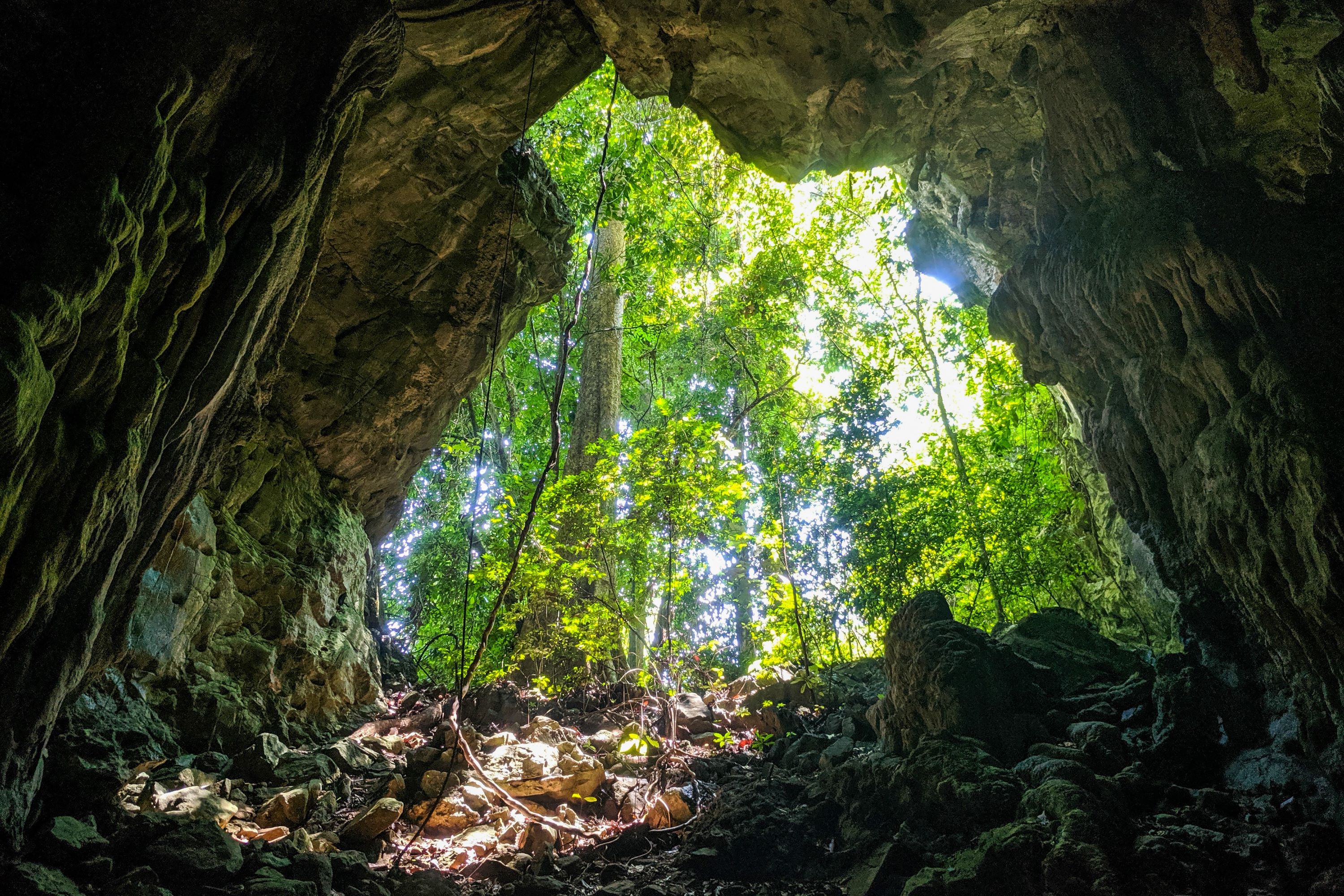 Ulu Muda Nationalpark Hule 1909718440