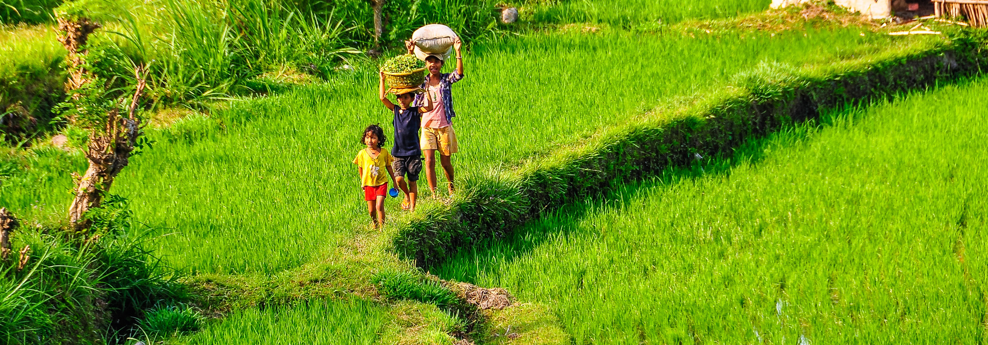 bali - sidemen_rismark befolkning_02