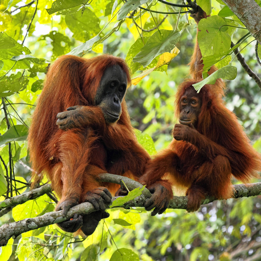 Vilde orangutanger i junglen ved Bukit Lawang 