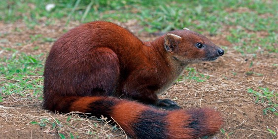 Madagaskar Ring Tailed Mongoose Ringhalede Mangust
