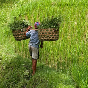 bali - bali_rismark_farmer_06_HF