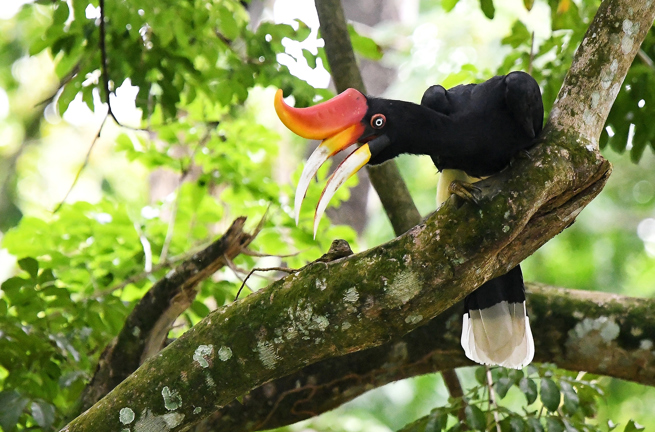 malaysia - taman negara_hornfugl_01