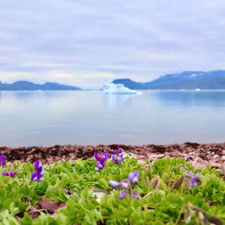 Igaliku Blomst Lathyrus Japonicus 2510522285