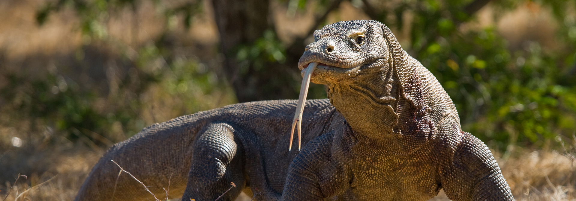 Komodo Varan Gi 676518196