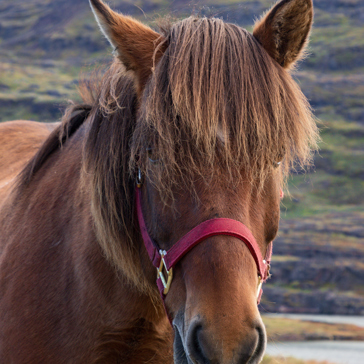 Qassiarsuk Hest As 1265679032