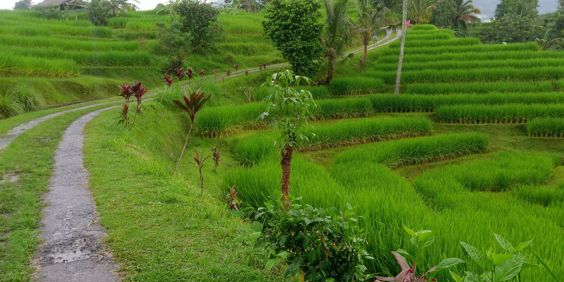 Pupuan Sawah Vandring GI 1955751480