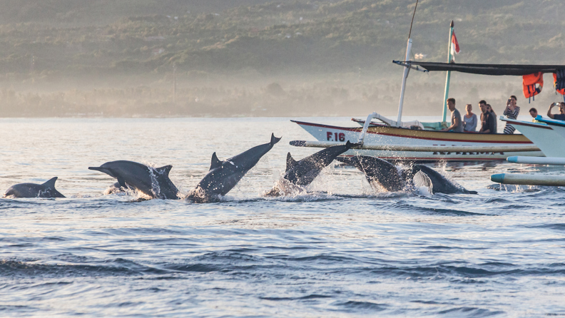bali - lovina_delfin_06