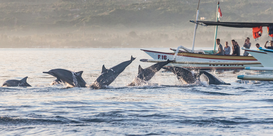 bali - lovina_delfin_06