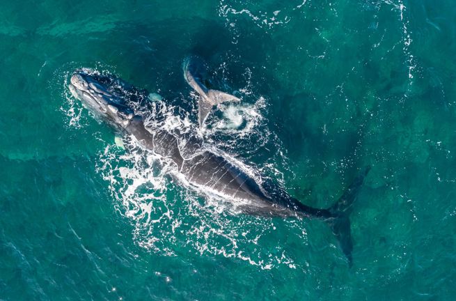 Argentina Puerto Madryn Aerial View Southern Right Whale And Calf
