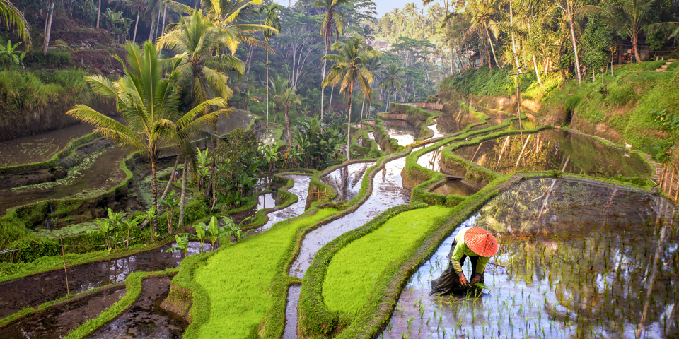 bali - ubud_rismark_40