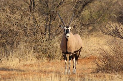 Auas Safari Lodge Antilope Oryx