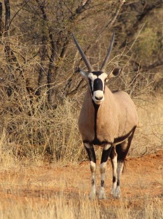 Auas Safari Lodge Antilope Oryx