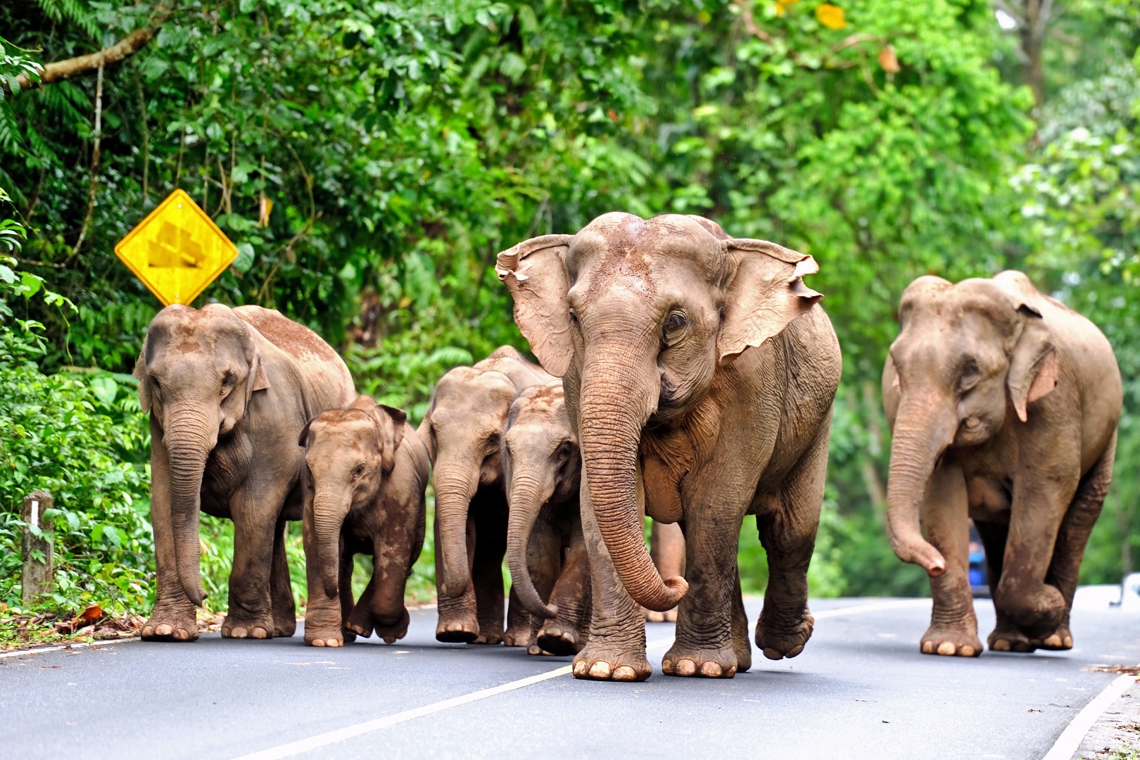 thailand - khao yai national park_elefanter_03