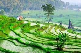 bali - ubud_rismark_17