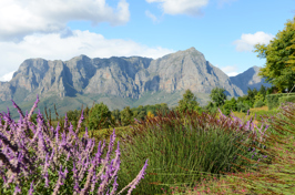 sydafrika - stellenbosch_vingaard_udsigt_02