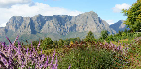 sydafrika - stellenbosch_vingaard_udsigt_02