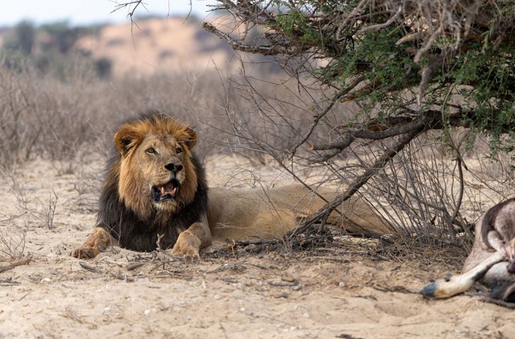 Kgalagadi Transfrontier Park Sortmanket Løve 2636158365