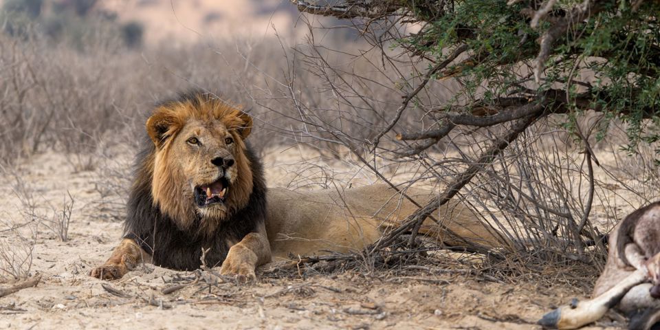 Kgalagadi Transfrontier Park Sortmanket Løve 2636158365