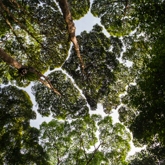 FRIM Regnskov Kuala Lumpur 02