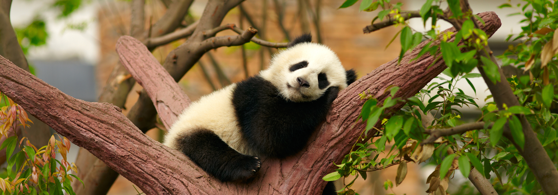 kina - kina_panda_04