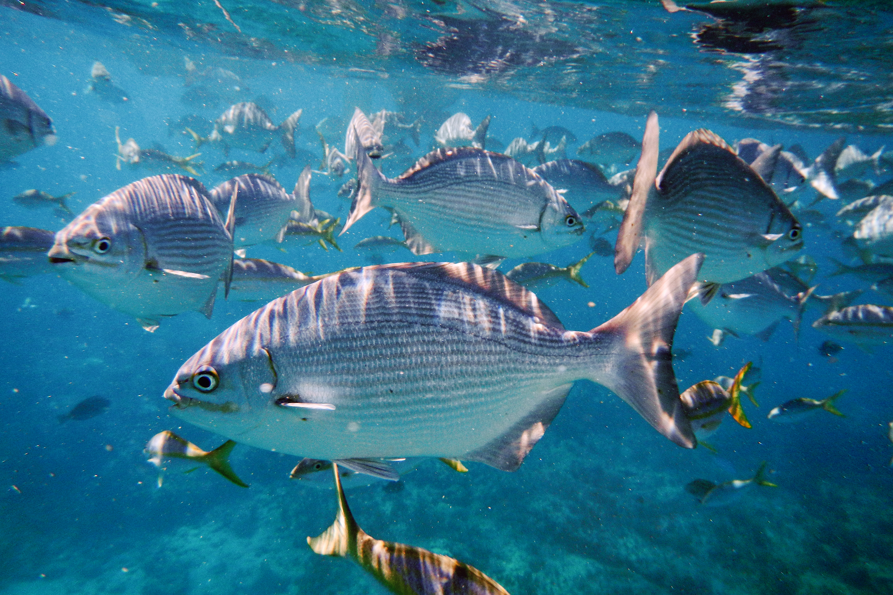 cuba - varadero strand_25