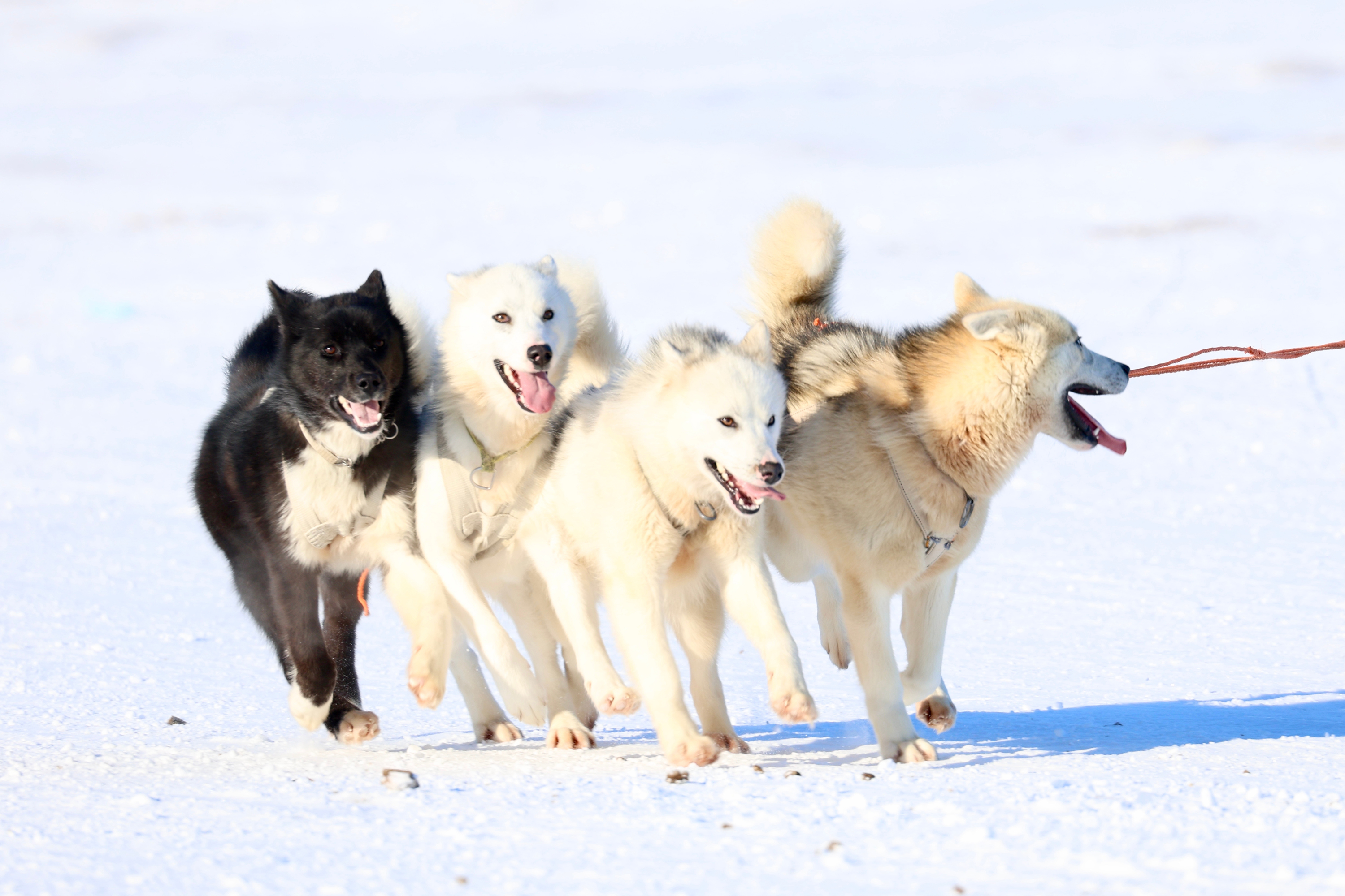 Ilulissat Hundeslaede 2449371007