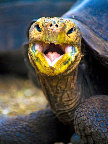 galapagos_skildpadde_13