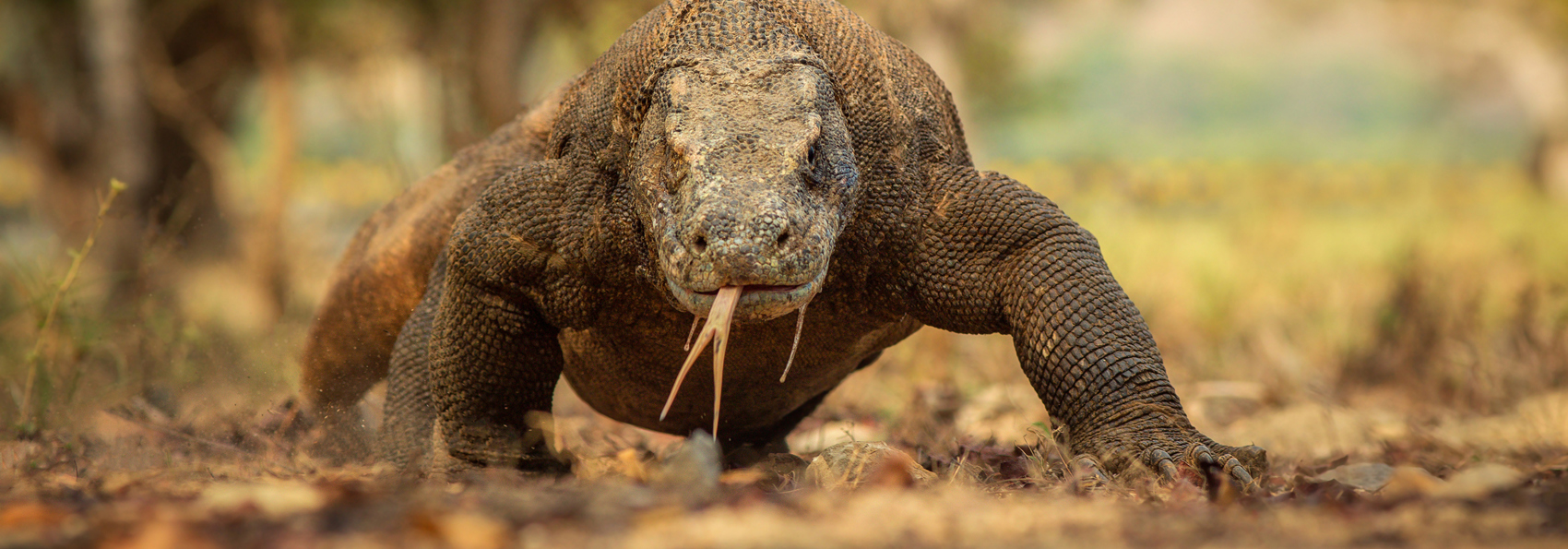 Flores Komodovaran As 257601128