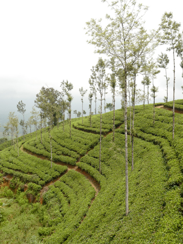 sri lanka - ella_tog_04