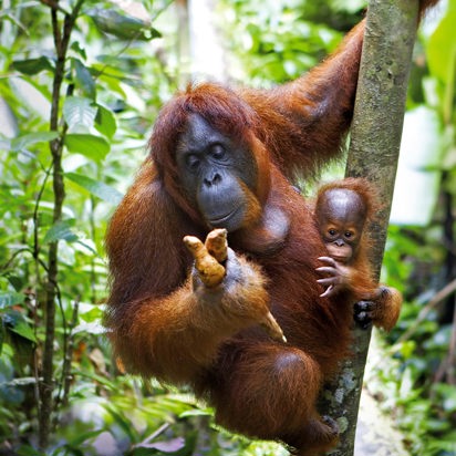 malaysia/borneo - borneo_orangutang_mor_baby_02_hf