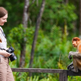 Den mest berømte abe på Borneo er nok den pudsige næseabe