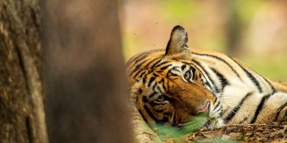 Periyar Tiger Reserve Tiger