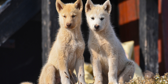 hunde_13