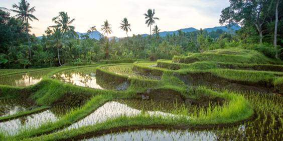 bali - jatiluwih_rismark_01