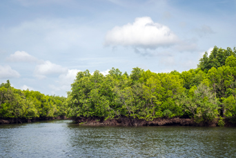 thailand - mangroveskov_koh lanta_02