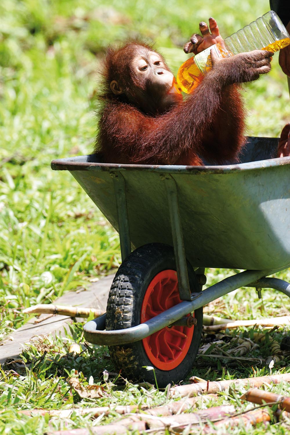 malaysia/borneo - borneo_orangutang_baby_04_hf