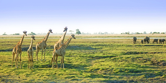 sydafrika - chobe nationalpark_giraf_01