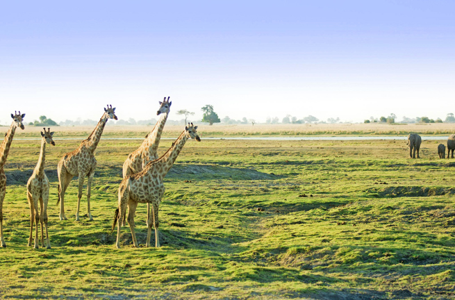 sydafrika - chobe nationalpark_giraf_01