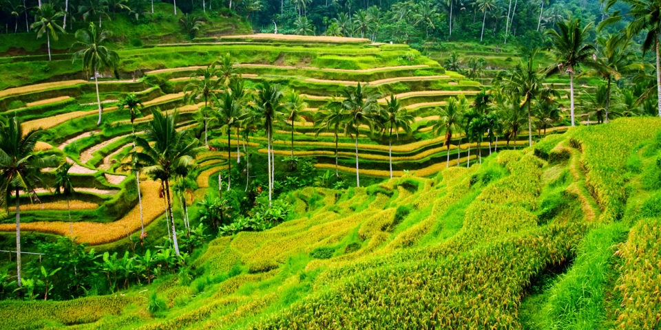 bali - ubud_rismark_12